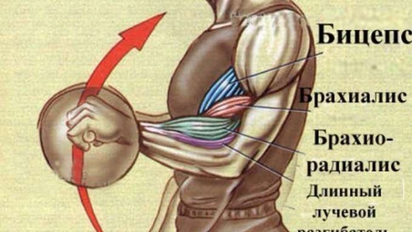 Брахиалис: лучшие упражнения