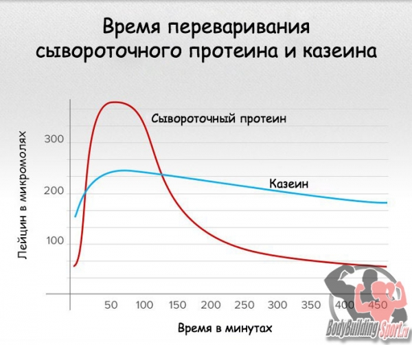 В чем разница между сывороточным протеином и казеином?