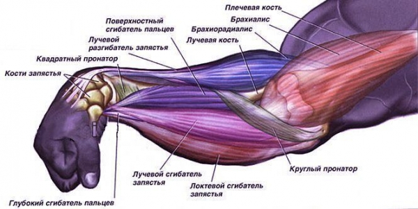 Брахиалис: лучшие упражнения